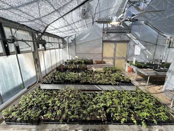 Flats of plant seedlings growing on tables in a nursery.